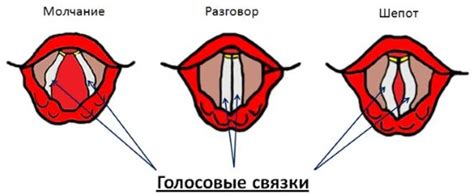 Работа голосовых связок