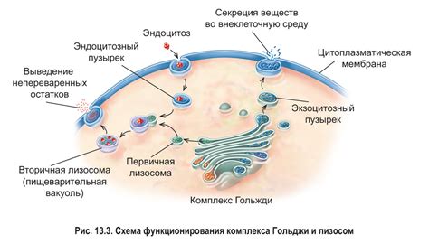 Работа лизосом