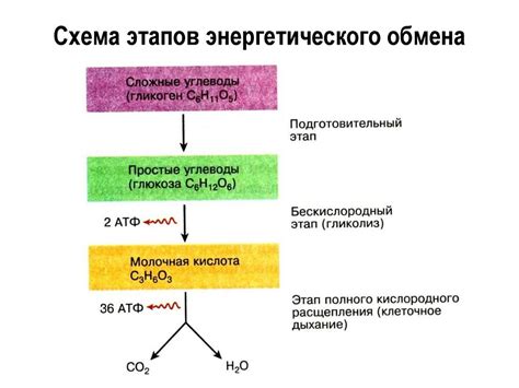 Работа мышц и энергетический обмен