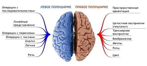 Работа полушарий у мужчин