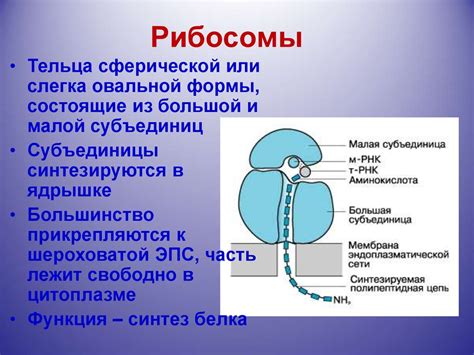 Работа рибосом