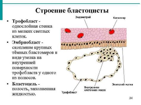 Развитие бластоцисты: роль клеток внутреннего клеточного масса