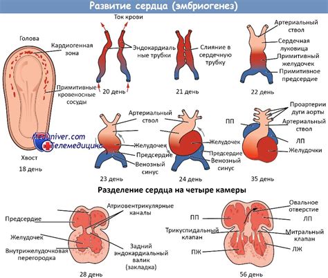 Развитие кровеносной системы во время эмбрионального развития