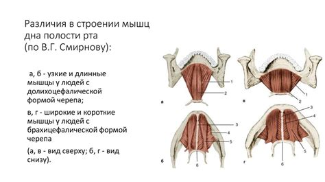 Развитие мышц рта