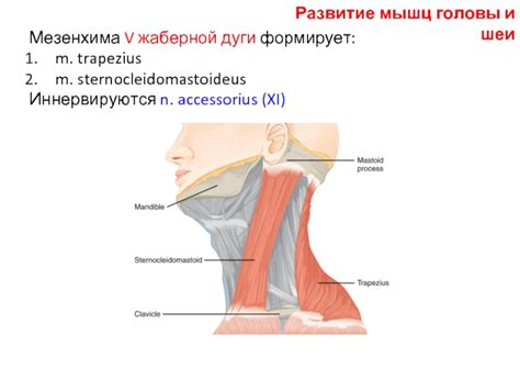 Развитие мышц шеи