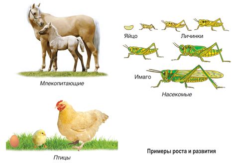 Развитие организмов