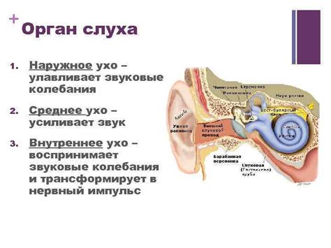 Развитие органов слуха