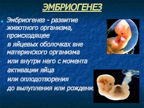 Развитие сознания внутри материнского организма