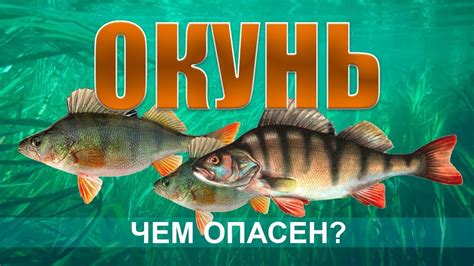 Разгадка непостижимых образов: толкование снов о загадочной окунь-рыбе