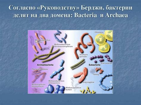 Разделение жизни на два домена: археи и бактерии