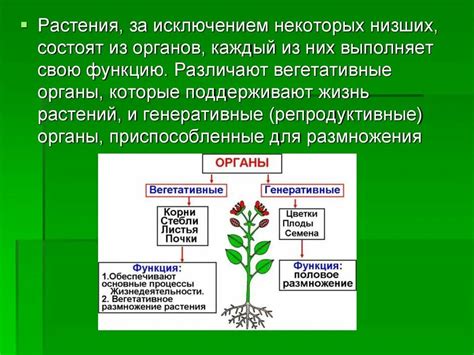 Разделение органов растения