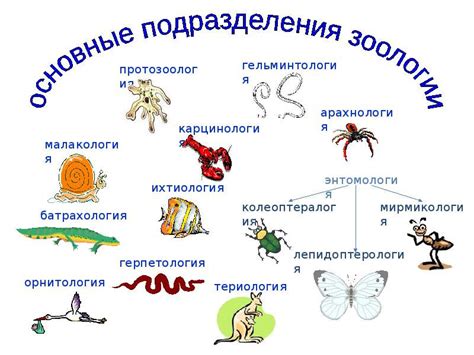 Разделы зоологии: от морфологии до поведения