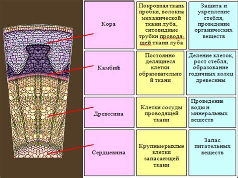 Раздел 1: Определенный участок коры и подкорки куда: применение и особенности