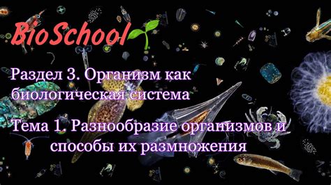 Раздел 1: Разнообразие видов снов