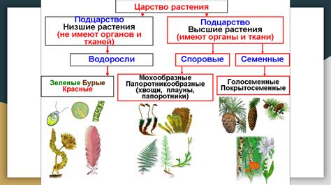 Раздел 2: Классификация водорослей: основные виды и типы