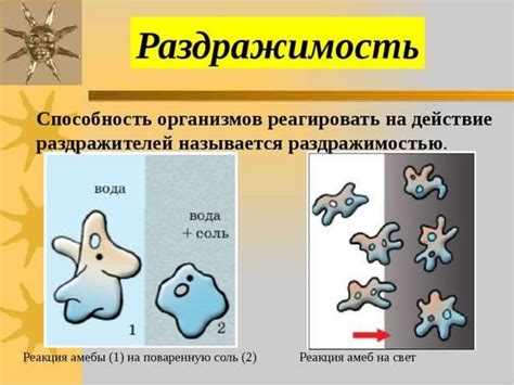 Раздражимость в биологии: понятие и основные аспекты