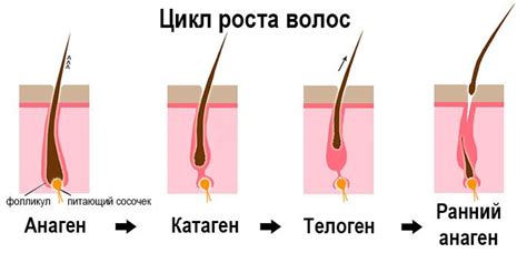 Различие структуры волос на лице и остальной части тела