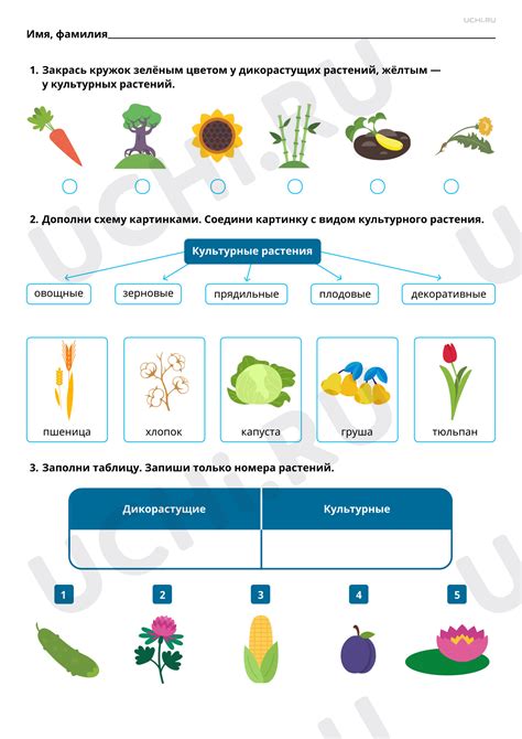 Различия дикорастущих и культурных растений