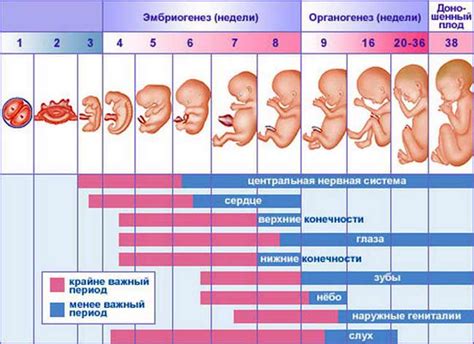 Различия ощущений при перевороте ребенка в разные сроки беременности