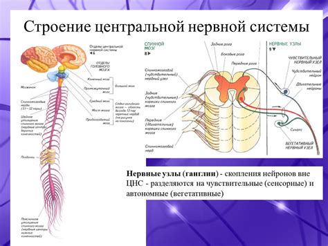 Различные теории: сон и наша нервная система