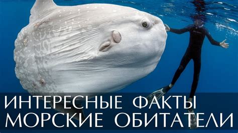 Различные толкования снов о морских обитателях: на страже подсознания