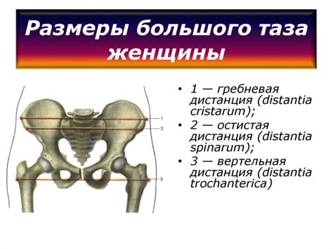 Размеры таза и их отличия у мужчин и женщин