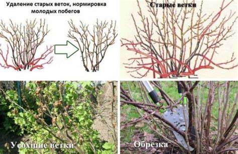 Размещение пересаженных смородиновых кустов в саду осенью