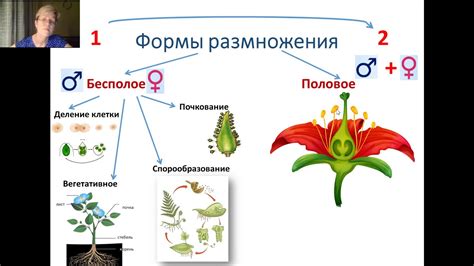 Размножение в мире животных и растений: половое и бесполое