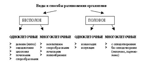 Размножение и особенности разведения