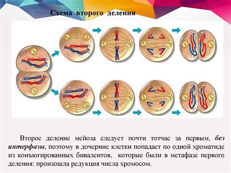 Размножение и передача генетической информации