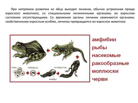 Размножение и развитие простейших