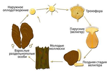 Размножение и спawning