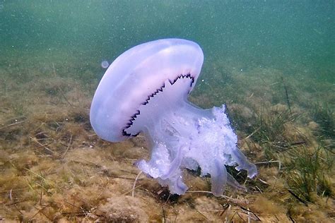 Размножение медузы в Черном море