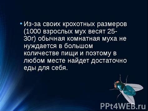 Размышления о большом количестве мух: соответствие сновидений чувству беспокойства и хаоса