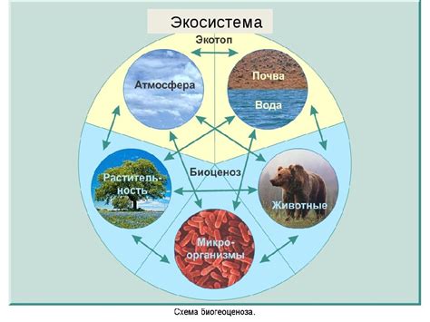 Разница в биологическом разнообразии