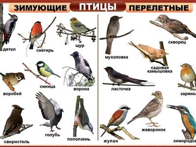 Разновидности оперений птиц и их значения в мире сновидений