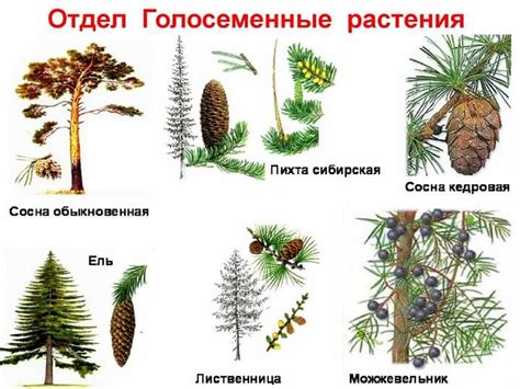 Разнообразие голосеменных растений: примеры и особенности