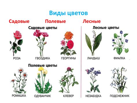 Разнообразие растений и цветов в сновидениях: расшифровка смысла каждого вида