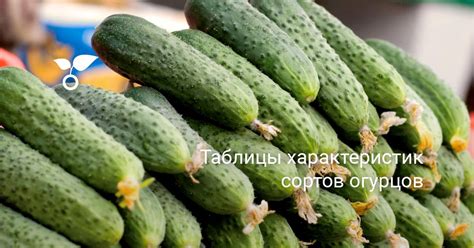 Разнообразие сортов и гибридов