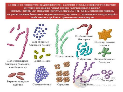 Разнообразие форм и размеров бактериальных клеток
