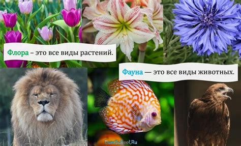 Разнообразная флора и фауна