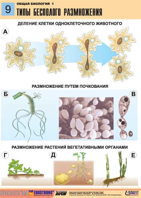 Разные способы бесполого размножения