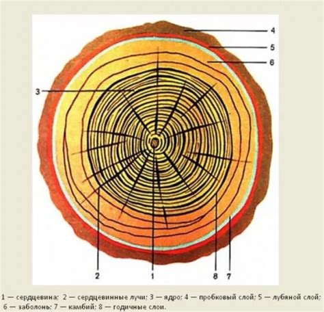 Разрез ствола дерева: тайны видны глазу