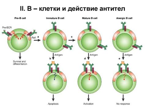 Разрушительное действие антител