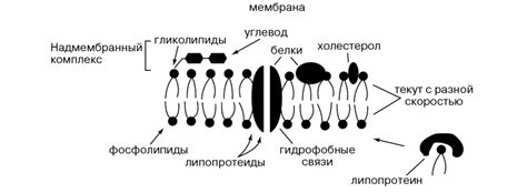 Распознавание плазматической мембраной