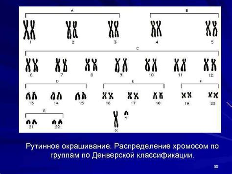 Распределение хромосом