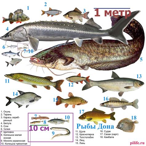 Распространенные виды рыбы на русской рыбалке