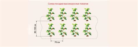 Расстояние между рядами и растениями