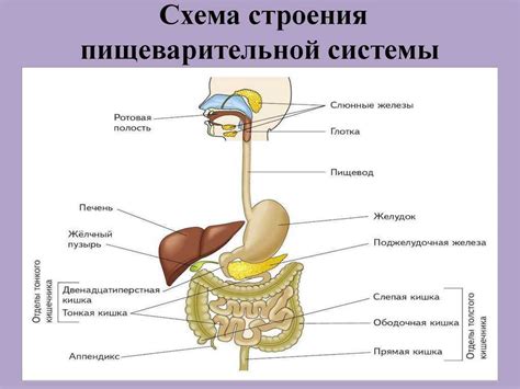 Расстройства пищеварительной системы вызывают икоту