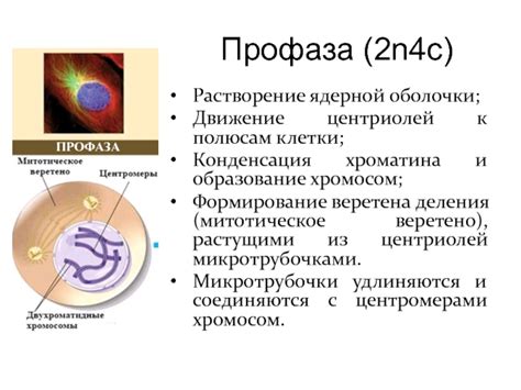 Растворение оболочки